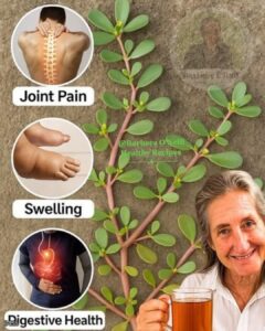 purslane-benefits.jpg
