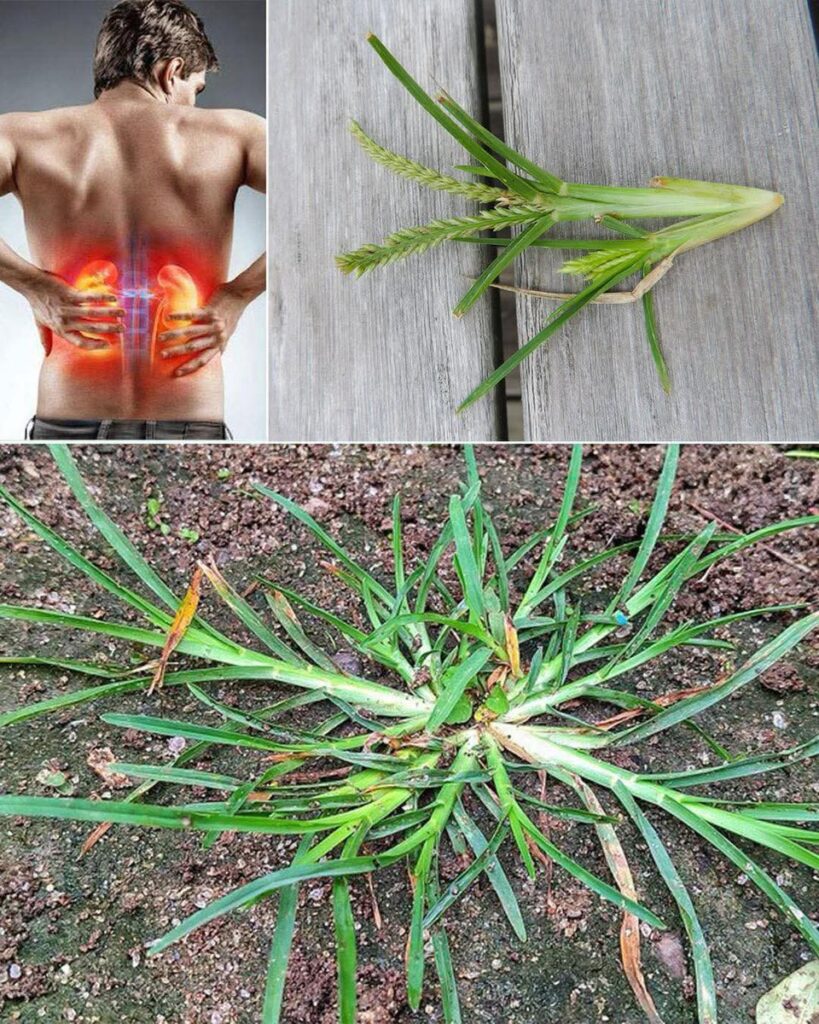 This Common Weed May Support Kidney Health Naturally 17 Empower yourself