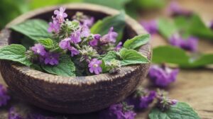Purple Deadnettle Isn’t Just a Weed 3 Purple Deadnettle isnt just a weed