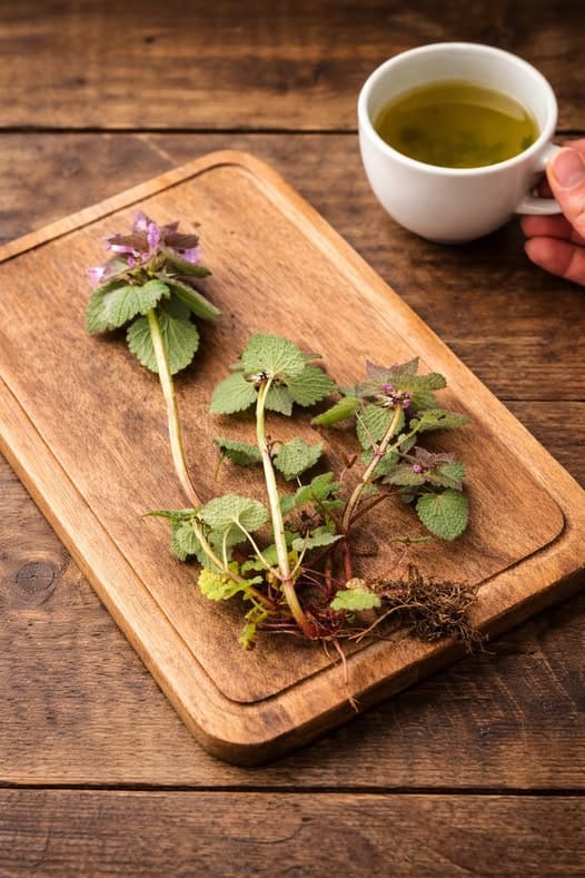 Purple Deadnettle Isn’t Just a Weed 3 Purple Deadnettle isnt just a weed1