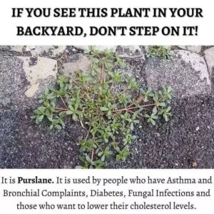Purslane-The-Underappreciated-Backyard-Weed-You-Should-Be-Eating