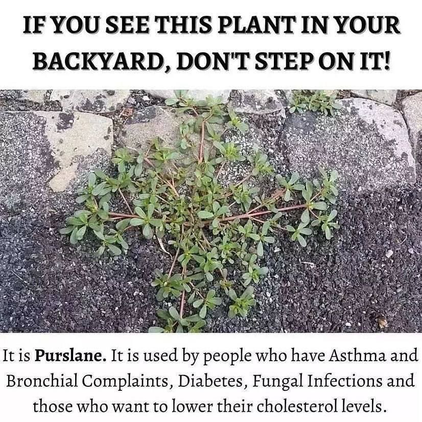 Purslane-The-Underappreciated-Backyard-Weed-You-Should-Be-Eating
